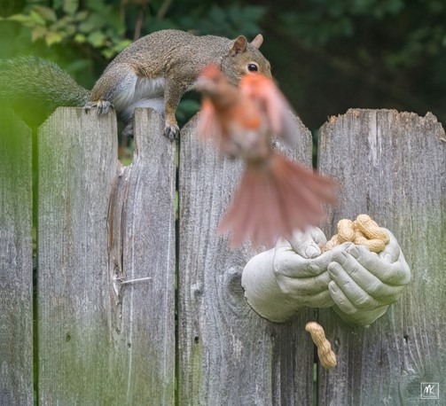 Color photo of a blurred cardinal flying away from a cast cement peanut feeder in the shape of cupped hands that is mounted on a wooden fence. On top of the fence, and the cause for the cardinal being startled away, is a squirrel that has just popped up. Below the hands is a falling peanut that the cardinal has just dropped. 