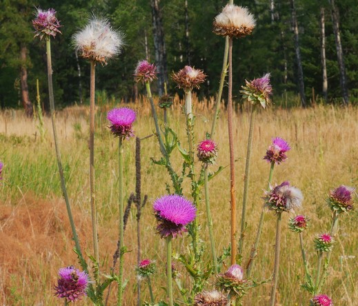 picture of large pink thistle flowers and seedheads spreading fluff