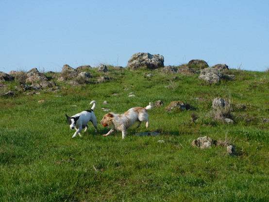 Series of four shots of Bertie (red and white Jack Russell), orange ball in mouth, hassling (black and white) Nell on a rocky hilltop.