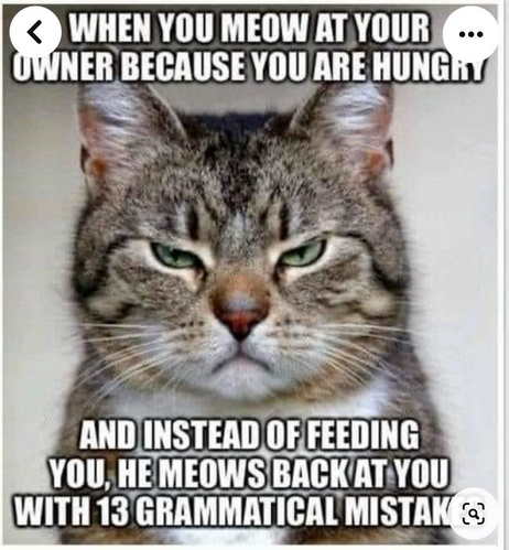 A highly grumpy gray tiger cat scowls into the camera, captioned: OWNER BECAUSE YOU ARE HUNGiN AND INSTEAD OF FEEDING YOU, HE MEOWS BACKAT YOU WITH 13 GRAMMATICAL MISTAKES 