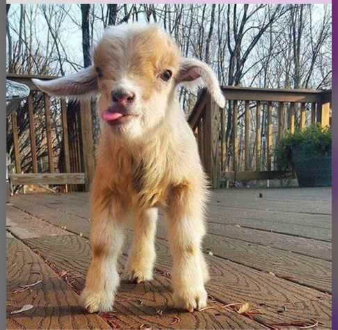 The cutest tan and brown and white baby goat sticking his tongue out. Goats for Harris Walz. 