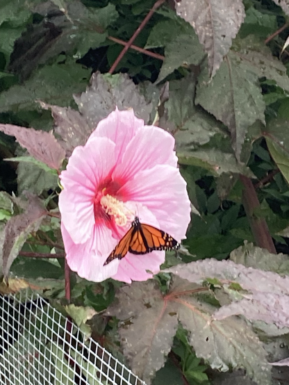 A large pink flower with yellow stamen and possible monarch butterfly 