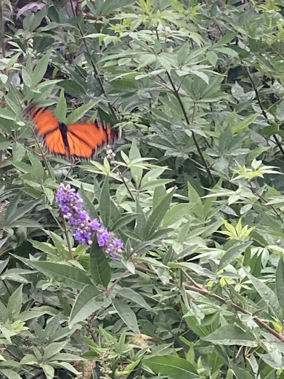 Nice purple flowers with a monarch looking butterfly in flight 