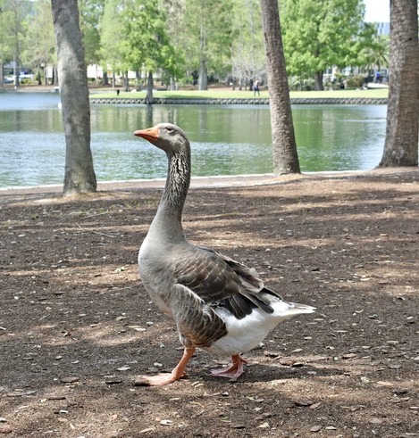 A brown and white goose with head held high walking along park area with lake and trees in the background