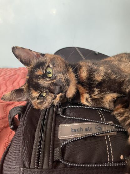 A small tortoiseshell cat lying on a black laptop bag. Her eyes are open and she looks deep in thought. Probably thinking of pinching my office chair as soon as I stand up