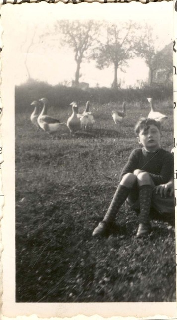 A vintage photo of a boy sitting on grass with a group of geese in the background.