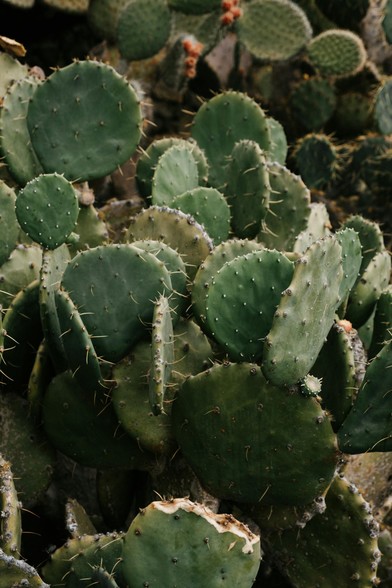 Prickly pear cactus