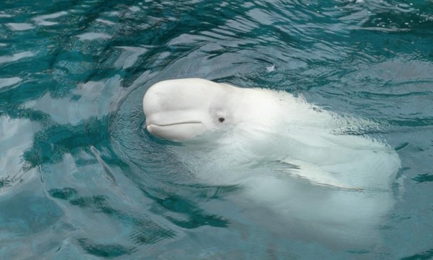 Una beluga en una imagen de archivo. (Getty Images)