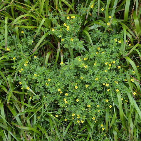 A photo of Tormentil in flower amongst grasses.