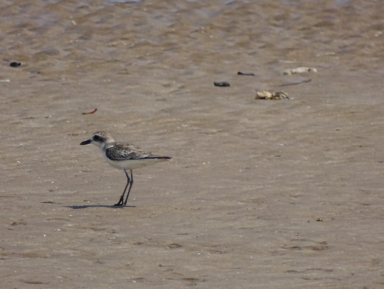 Greater Sand Plover (Anarhynchus leschenaultii)
LC Least Concern 