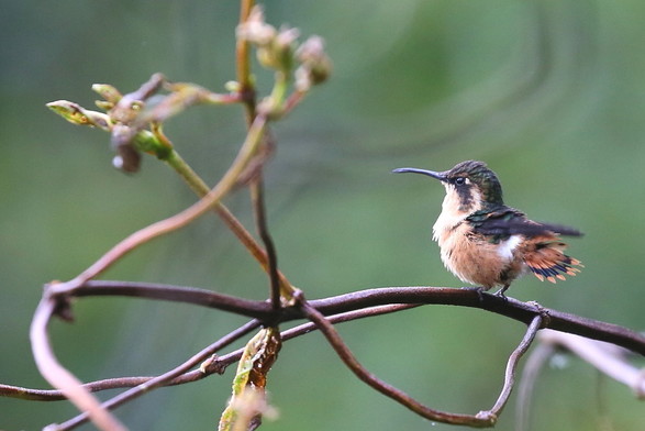 Gorgeted Woodstar (Chaetocercus heliodor) - female
LC Least Concern 