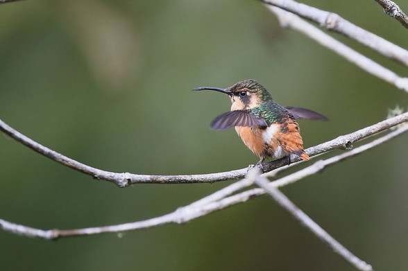 Gorgeted Woodstar (Chaetocercus heliodor) - female
LC Least Concern 