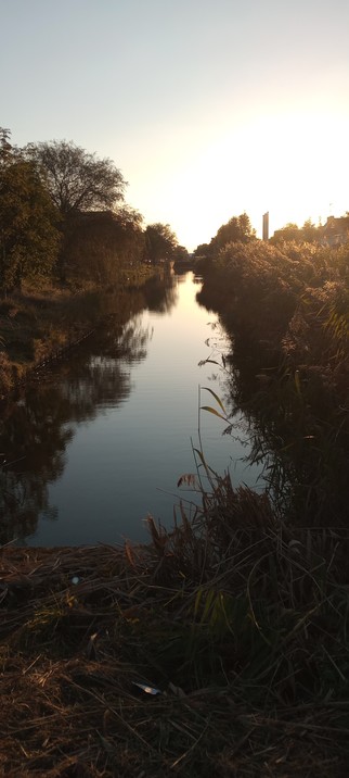 A dyke surrounded by rushes and trees reflecting a golden sunset, and a golden sky above