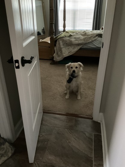 Medium sized, cream colored dog sitting on a bedroom floor. It has a sock dangling from its mouth as it looks through a doorway at the camera. There’s an unmade bed behind the dog 