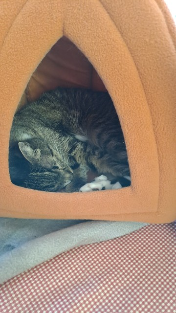 Picture theough a small opening of a  cat curled up and sleeping in an orange teepee shaped cat bed. 