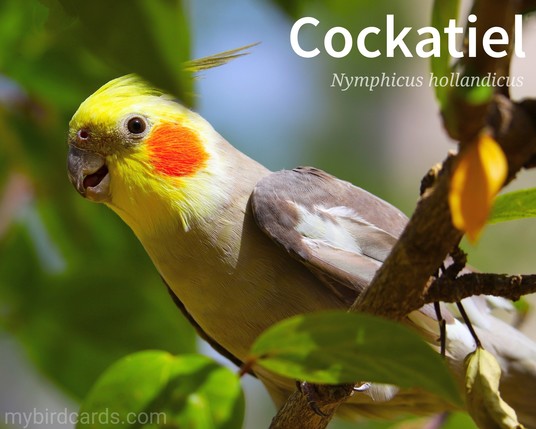 🌏 Cockatiel (Nymphicus hollandicus)

The Cockatiel is a small parrot species native to Australia. It is characterized by its distinctive crest, which can be raised or lowered depending on its mood. Cockatiels are known for their friendly and social nature, often forming strong bonds with their companions. They have a variety of colourful plumage variations, including gray, white, and yellow, with bright orange cheek patches in males. 

Conservation status: Least Concern (IUCN 3.1)

Distribution: Endemic to the greater part of Australia. 

Class: Aves (Birds)
Order: Psittaciformes (Parrots)
Family: Cacatuidae (Cockatoos)
Subfamily: Nymphicinae (Cockatiel)
Genus: Nymphicus
Species: N. hollandicus

CC: NMQH

📷: Photo by refaelyigal via Pixabay