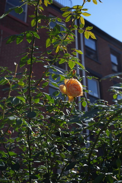 yellow rose in a bush, backlit by the noon sun, behind a brownstone