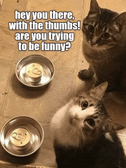 Two cats stare up at the camera while a can of soft food sits unopened in each of their dishes. Captioned: hey you there, with the thumbs! are you trying to be funny?