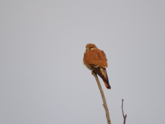 fluffed up kestrel 