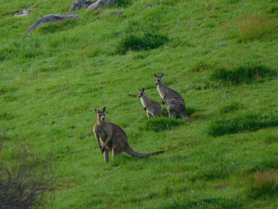 three kangaroos on green pasture