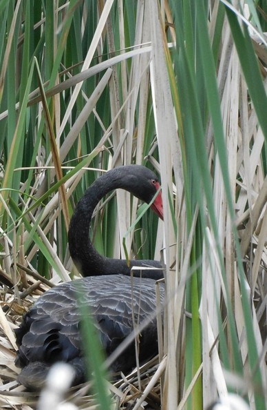 male swan nesting in the reeds