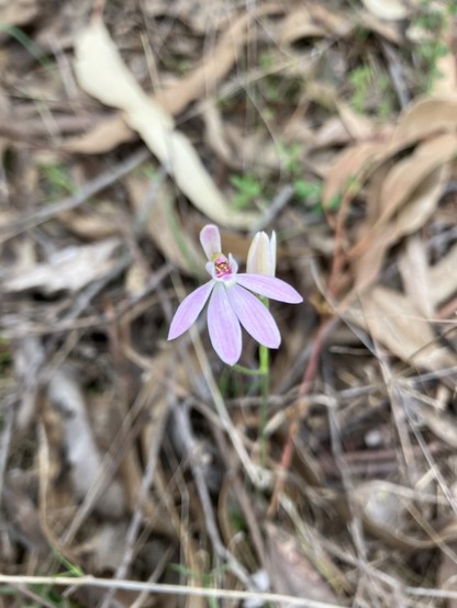 small mauve native orchid