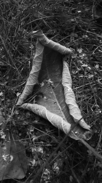 Fotografía en blanco y negro de una hoja seca sobre un suelo lleno de hierba