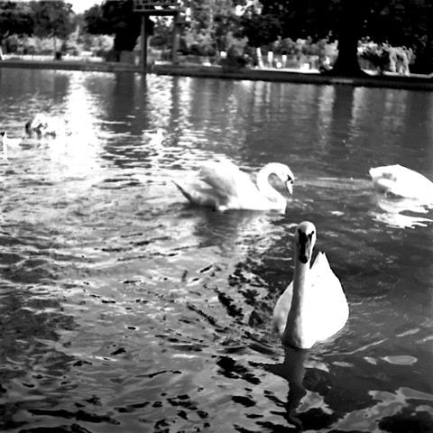 Swans on the River Great Ouse, Bedford.