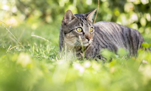 Un gato en un jardín. (Getty Images)