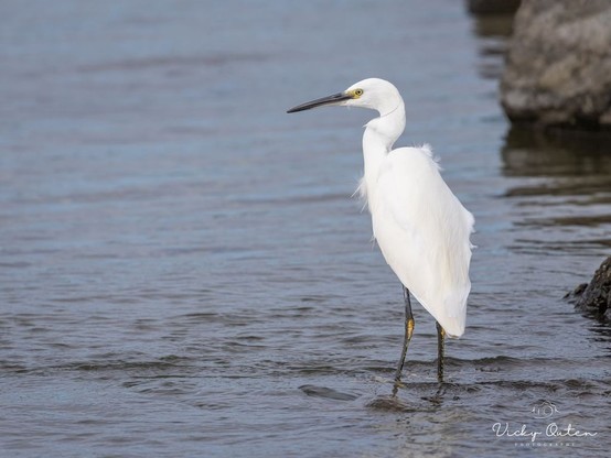 Little egret standing in the water