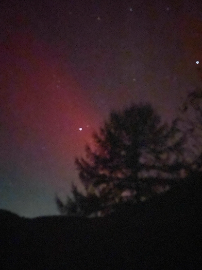 A red glow of aurora creating a silhouette of a larch tree