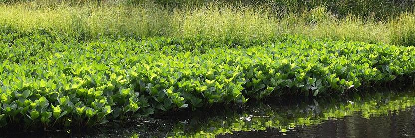 A photo of a large patch of bogbean on the shore of a pond.