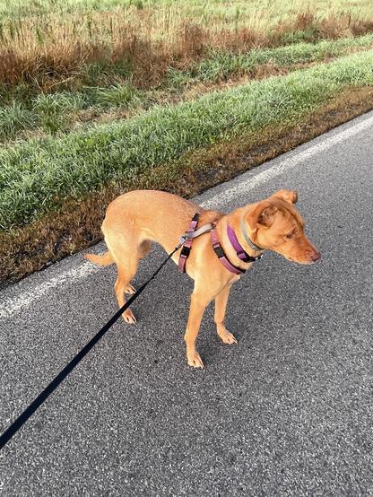 A brown dog stands on a road in front of a field full of green and brown grasses. She is wearing a purple halter with a long black leash attached.