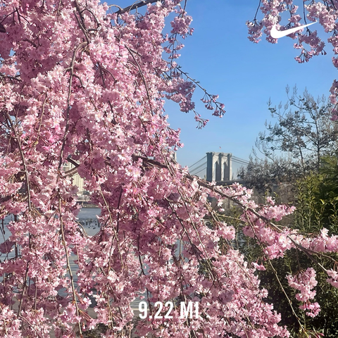 Pink flower blossoms framing the spans of the Brooklyn Bridge with running stats