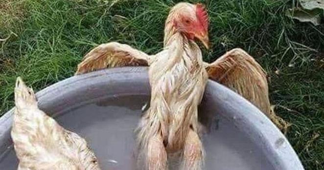 Rooster in a pool, wings stretched out like a gangsta