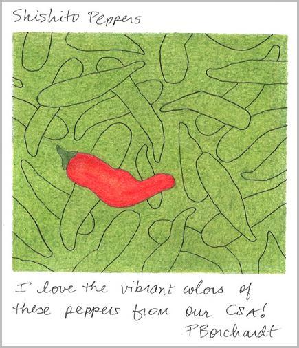 My pen & colored pencil art of red & green Shishito Peppers from our CSA (Community Supported Agriculture), Tucson, AZ, USA.