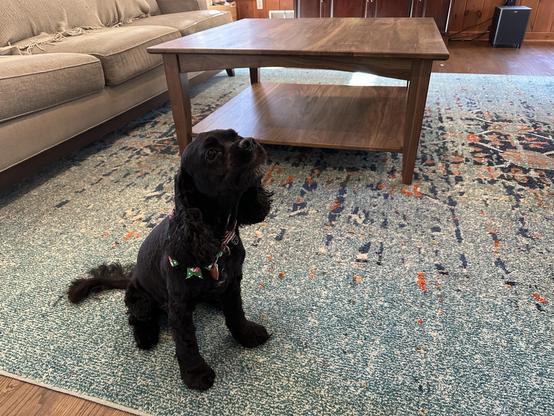Jenny the cockapoo in front of the table