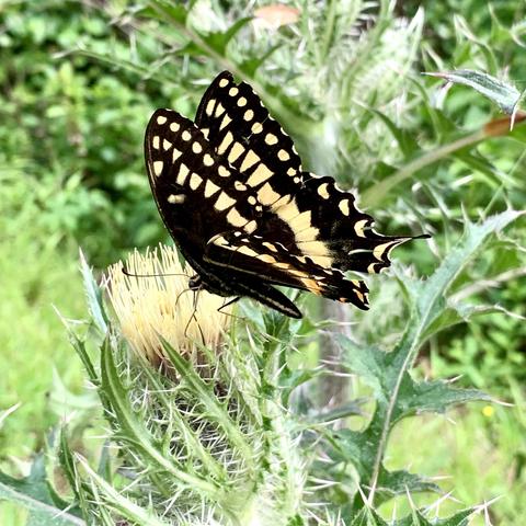 A striking black and yellow butterfly perched on a thistle with more thistles in the background.