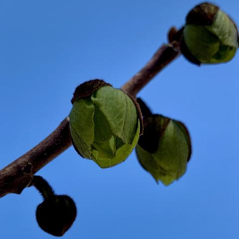 Unopened, still green pawpaw flowers against a blue sky background. 