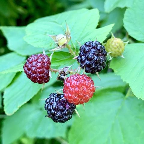 A close-up image of raspberries showcasing red and black berries, along with a green unripe berry, all set against a backdrop of green leaves.