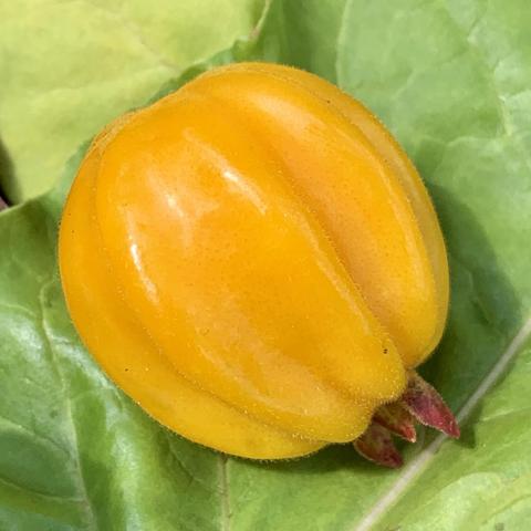 A shiny, yellow fruit resembling a round fat starfuit, resting on a green leaf. 