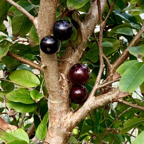 The image shows a tree branch with several dark berries and green leaves. Four berries are prominently displayed, one set are black and other are dark red, nestled among the branches and foliage.