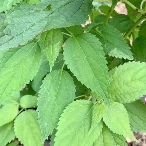 A close-up image of green leaves with serrated edges, featuring varying shapes and sizes, set against a blurred green background.