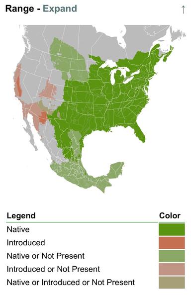 Map showing the range of a species across North America, with different colors indicating areas that are native, introduced, or undetermined. A legend explains the color coding.