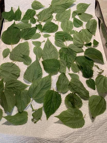 A collection of green leaves and stems arranged on a paper towel.