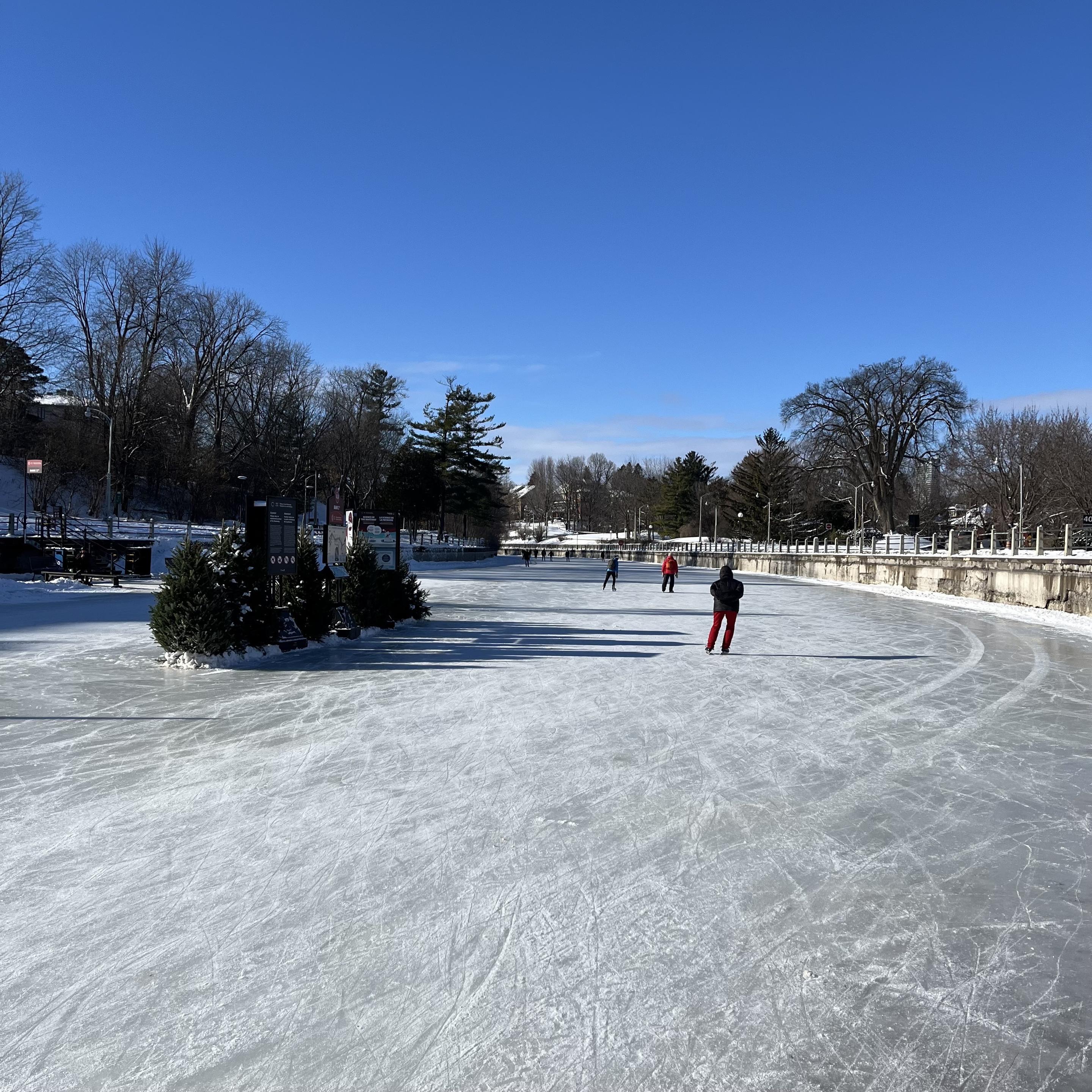 A wide skating rink with several skaters gliding across the ice under a clear blue sky. Green shrubs decorate the rink's center, and trees line the background.