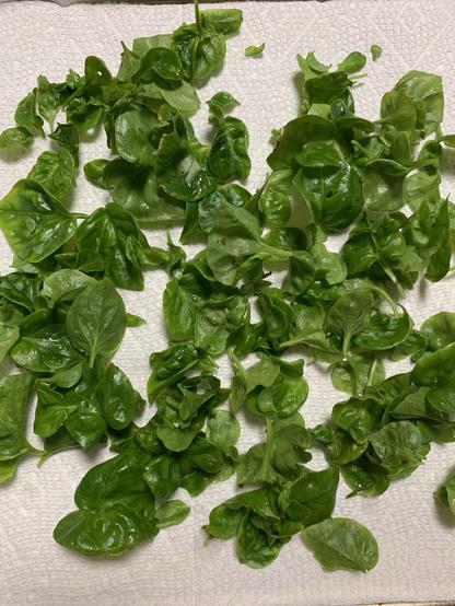 A collection of fresh, green sissoo leaves laid out on a white paper towel. The leaves are shiny and vary in size and shape. They’re very curly so you know that they’ve been collected in the fall.