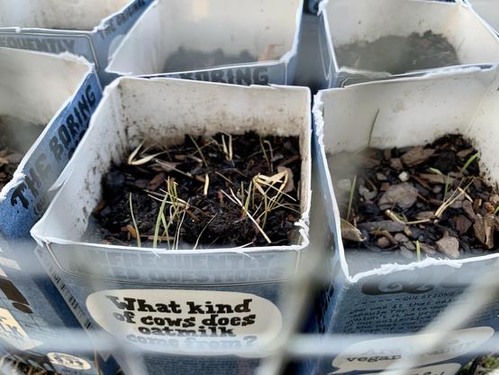 The image shows several containers filled with soil, featuring small grass shoots or seedlings. Each container has printed text along the edges, with a question related to cows and oat milk visible on one of them. The containers appear slightly worn and are arranged closely together. 
