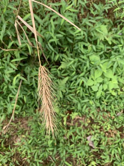 A close-up of a dry rye grass seed head hanging above green grass and foliage. The seed head is slender and elongated, with fine hairs extending from it.