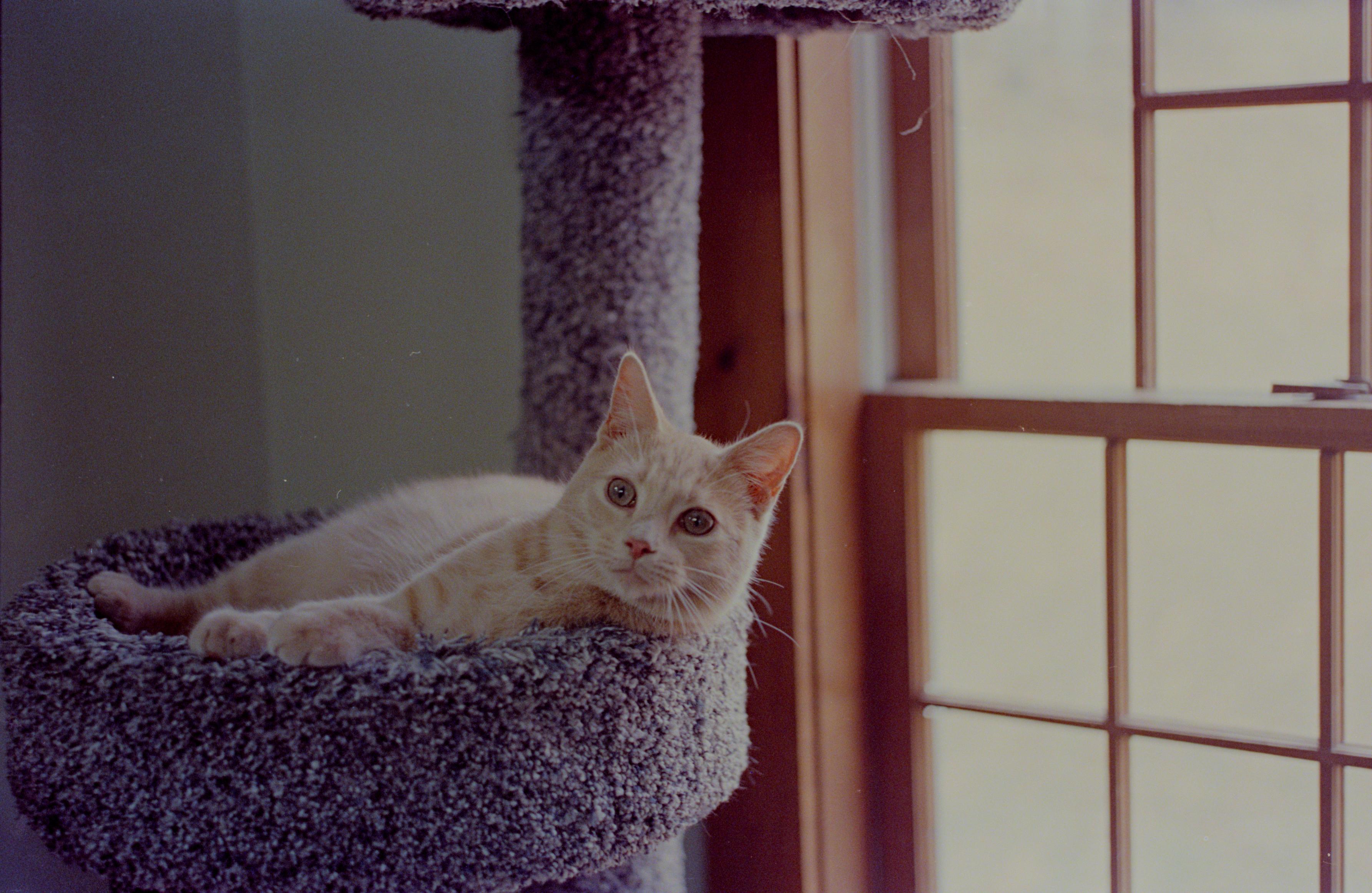 Cute cat sits in a cat tree with wide eyes -- she looks surprised, aware of something going on in the distance. That something? A fascist coup against the United States brought upon by Donald Trump and Elon Musk, along with their billionaire fascist cronies. 